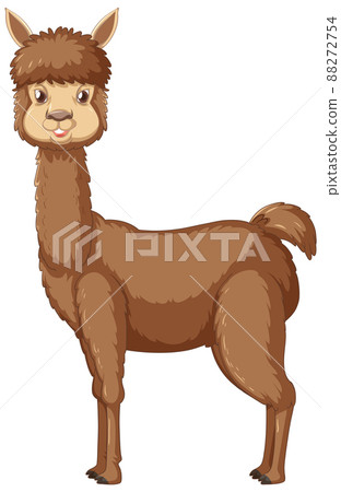 An alpaca on white background 88272754