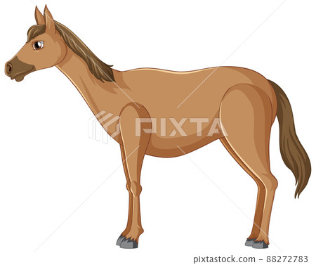 A pretty brown horse on white background 88272783