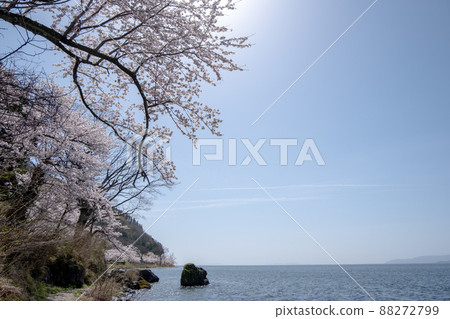 Landscape material: Beautiful cherry blossoms in Kaizu Osaki and calm Lake Biwa Landscape material: Beautiful cherry blossoms in Kaizu Osaki and calm Lake Biwa 88272799