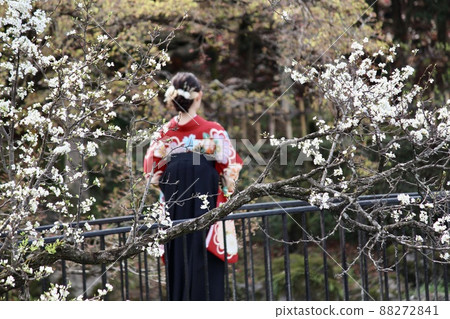 A woman wearing a hakama standing on a bridge behind a white cherry tree A woman wearing a hakama standing on a bridge behind a white cherry tree 88272841