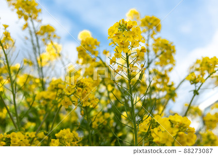 Image of spring: Close-up of rape blossoms with blue sky in the background Image of spring: Close-up of rape blossoms with blue sky in the background 88273087