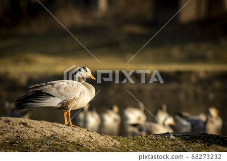 bar headed goose portrait in natural green background and golden hour sunset light during winter migration at keoladeo national park or bharatpur bird sanctuary rajasthan india - anser indicus bar headed goose portrait in natural green background and golden hour sunset light during winter migration at keoladeo national park or bharatpur bird sanctuary rajasthan india - anser indicus 88273232