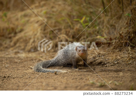 Indian grey mongoose or Herpestes edwardsii portrait with natural eye contact during wildlife safari at ranthambore national park rajasthan india Indian grey mongoose or Herpestes edwardsii portrait with natural eye contact during wildlife safari at ranthambore national park rajasthan india 88273234