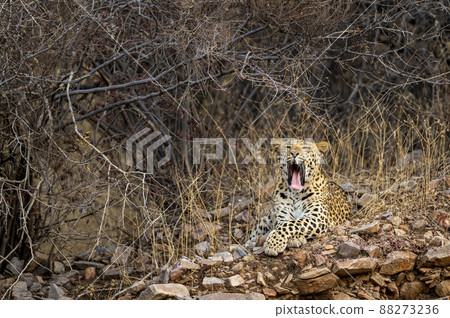 indian wild adult male leopard or panther portrait on aravalli hills or mountains with yawning face expression in jungle safari at jhalana forest reserve jaipur rajasthan india - panthera pardus fusca indian wild adult male leopard or panther portrait on aravalli hills or mountains with yawning face expression in jungle safari at jhalana forest reserve jaipur rajasthan india - panthera pardus fusca 88273236