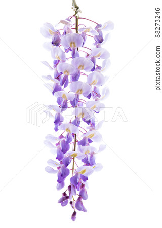Wisteria flower isolated on white background 88273246