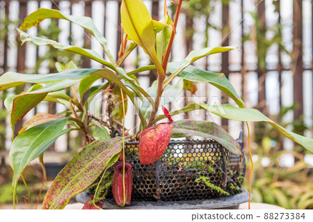 Carnivorous pitcher plants or monkey cups in the garden 88273384