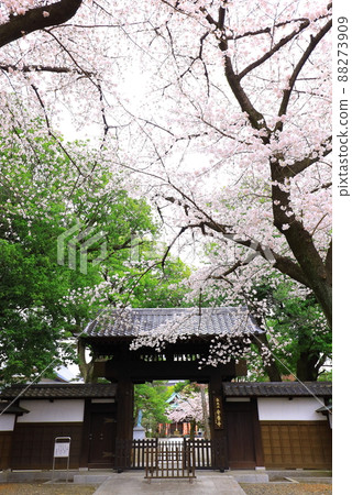 Anyoji, Fuchu City Sakura 88273909