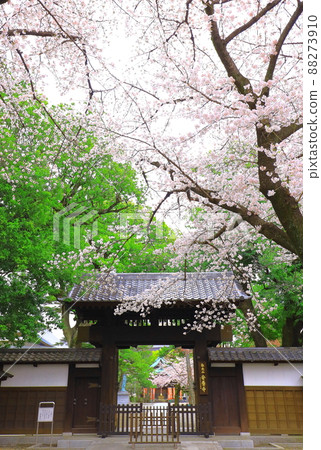 府中市櫻花安陽寺 府中市櫻花安陽寺 88273910
