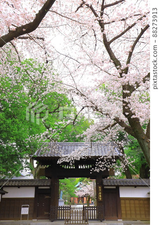 府中市櫻花安陽寺 府中市櫻花安陽寺 88273913