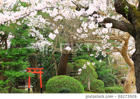 Anyoji, Fuchu City Sakura Anyoji, Fuchu City Sakura 88273926