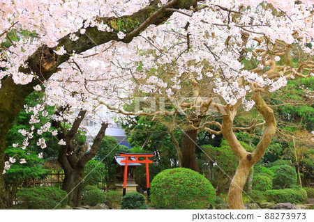 Anyoji, Fuchu City Sakura 88273973