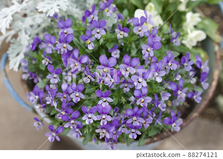 A place where a tiny viola is in full bloom in the garden A place where a tiny viola is in full bloom in the garden 88274121
