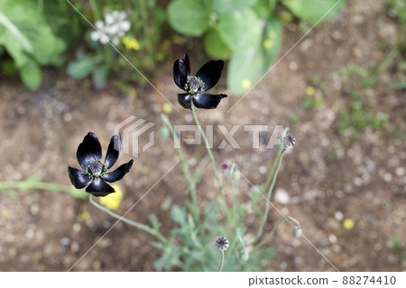 罌粟黑花 Blackmagic 在花園裡綻放 罌粟黑花 Blackmagic 在花園裡綻放 88274410