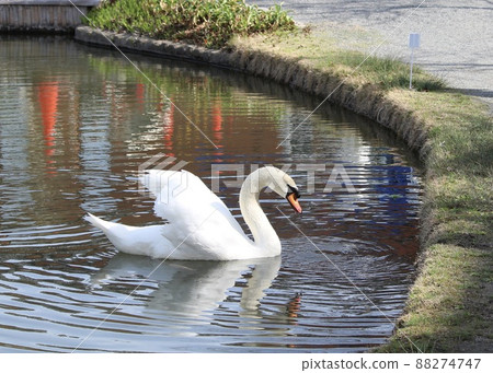 公園池塘邊的一隻疣鼻天鵝 88274747