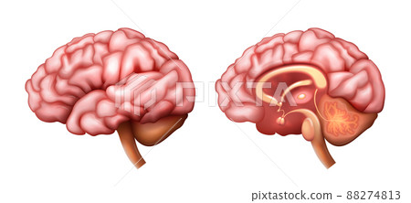 Realistic Brain Anatomy 88274813