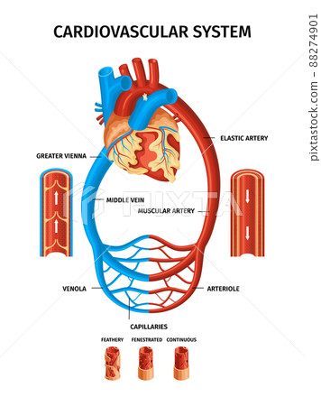 Realistic Blood Vessels Heart Infographic 88274901