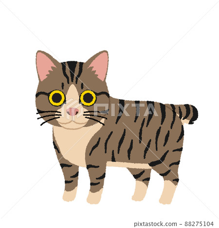 Manx cat illustration Manx cat illustration 88275104