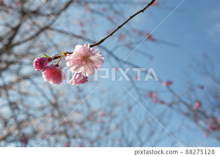 Double cherry blossoms and buds with pink petals that shine in the blue sky 88275128