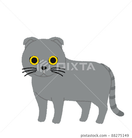 Scottish fold cat illustration Scottish fold cat illustration 88275149