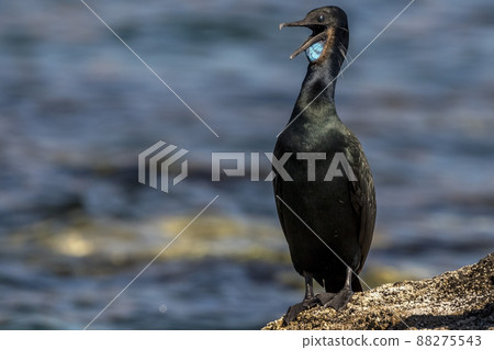 cormorant portrait close up detail blue throat 88275543