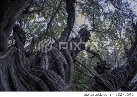 300 YEAR OLD OLIVE TREE in san francisco javier vigge biaundo mission loreto site 88275548