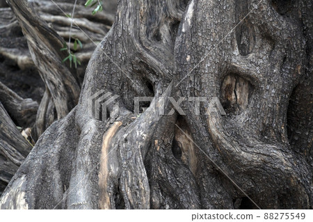 300 YEAR OLD OLIVE TREE in san francisco javier vigge biaundo mission loreto site 88275549