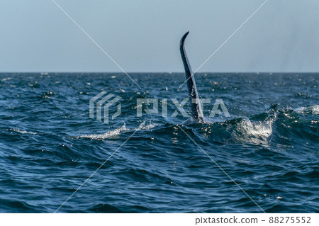 orca killer whale in cortez sea coming to the boat close up encounter 88275552
