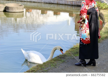 公園池塘邊的疣鼻天鵝和穿著袴的女人 88275582
