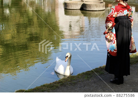 A mute swan by the pond in the park and a woman in a hakama A mute swan by the pond in the park and a woman in a hakama 88275586