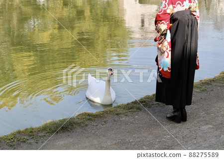 A mute swan by the pond in the park and a woman in a hakama A mute swan by the pond in the park and a woman in a hakama 88275589
