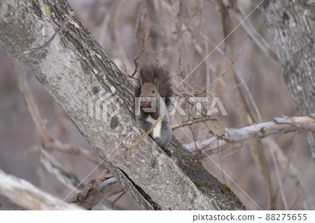 Ezoris biting nuts on the tree 88275655