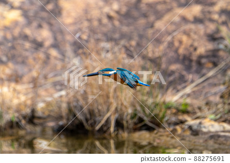 飛行的翠鳥 飛行的翠鳥 88275691