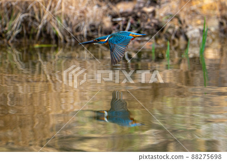 飛行的翠鳥 88275698