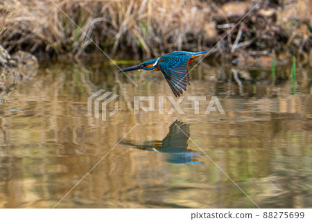 飛行的翠鳥 飛行的翠鳥 88275699