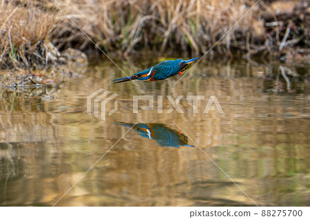 飛行的翠鳥 88275700