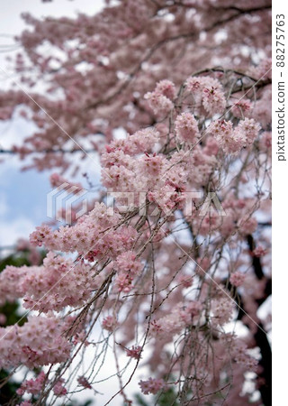 敷島公園祗園的孫子櫻 敷島公園祗園的孫子櫻 88275763