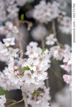 敷島公園祗園的孫子櫻 敷島公園祗園的孫子櫻 88275766