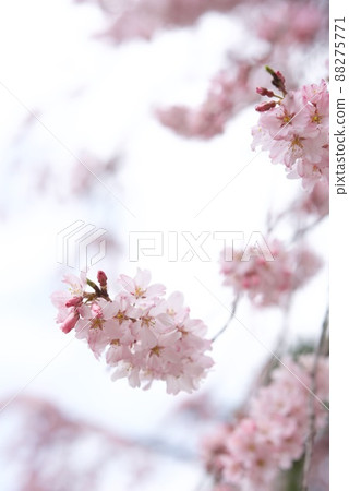 Grandson Sakura of Shikishima Park Gion 88275771
