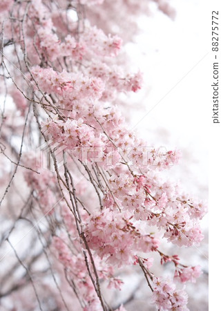 Grandson Sakura of Shikishima Park Gion Grandson Sakura of Shikishima Park Gion 88275772