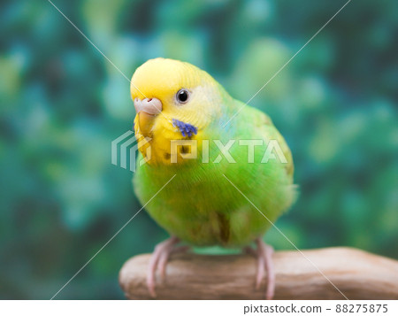 Budgerigar staying on a green middle branch Budgerigar staying on a green middle branch 88275875