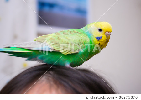 Budgerigar perching on the head Budgerigar perching on the head 88275876