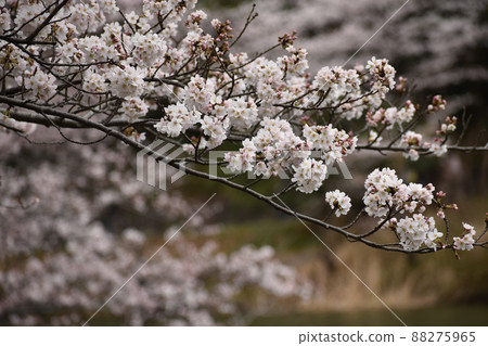 垂懸在池塘的櫻花樹枝 88275965