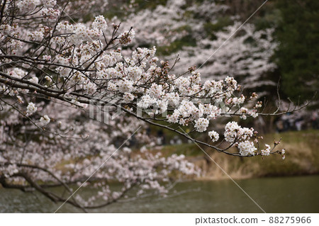 垂懸在池塘的櫻花樹枝 垂懸在池塘的櫻花樹枝 88275966