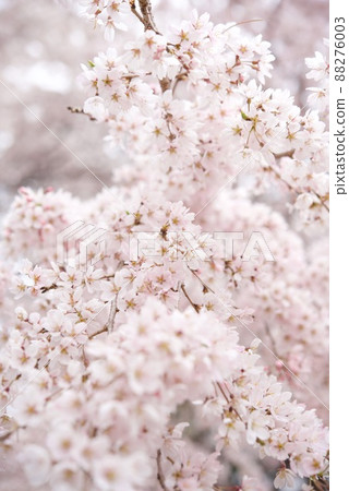 Shikishima Park Gion's Weeping Grandson Sakura 88276003