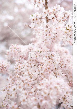 Shikishima Park Gion's Weeping Grandson Sakura 88276004