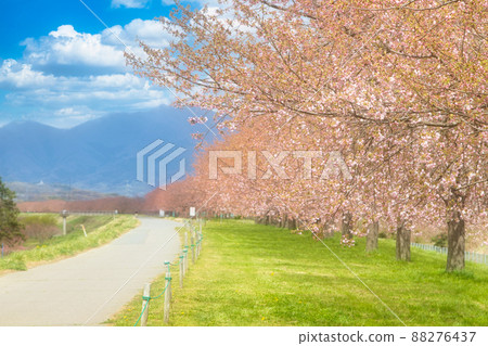 Row of cherry trees 88276437
