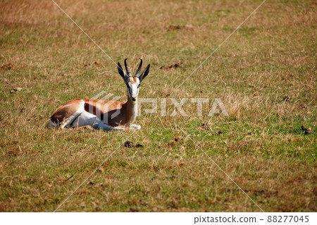 Having a lazy day.... Shot of a antelope relaxing in the grass under the sun. 88277045