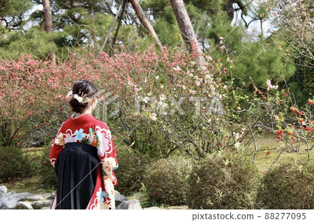 A woman in a hakama standing alone under a cherry tree. A woman in a hakama standing alone under a cherry tree. 88277095
