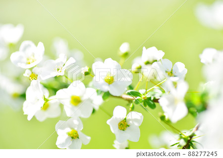 Spiraea thunbergii close-up old lens 88277245