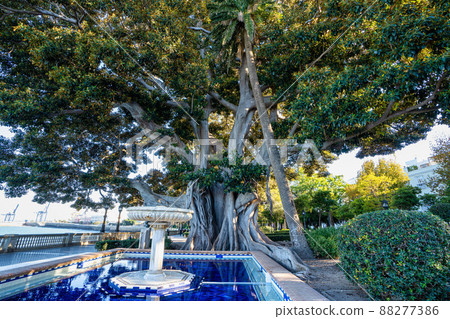 Alameda de Apodaca, a public park in Cadiz, Andalucia, Spain. Alameda de Apodaca, a public park in Cadiz, Andalucia, Spain. 88277386